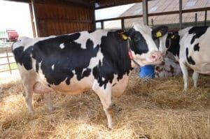 Gesündere Kühe auf Stroh und mehr Milch | Bauernzeitung