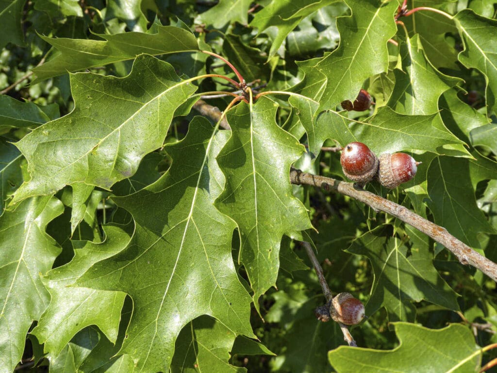 Roteiche: Baum des Jahres 2025 und der Klimawandel - Bauernzeitung