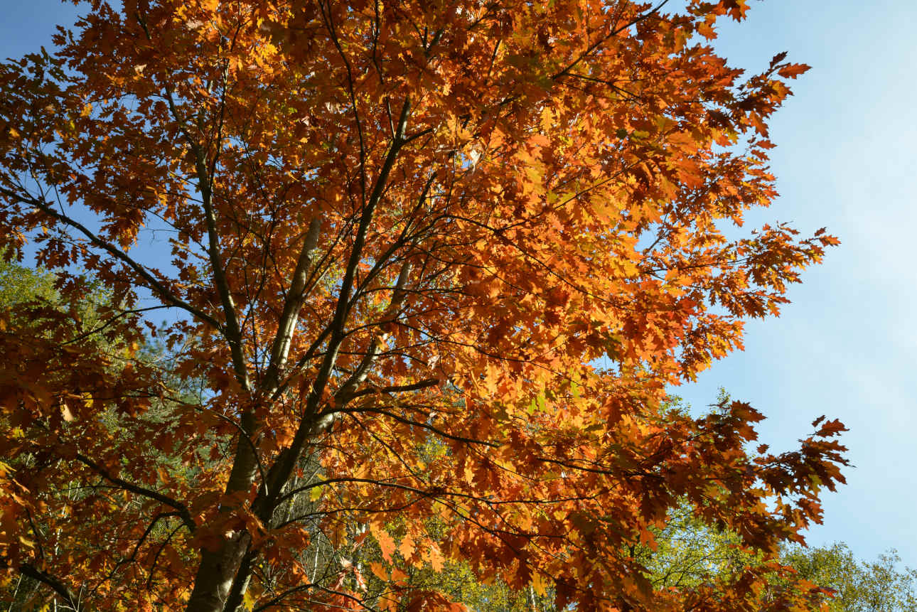 Roteiche Baum des Jahres 2025 und der Klimawandel Bauernzeitung